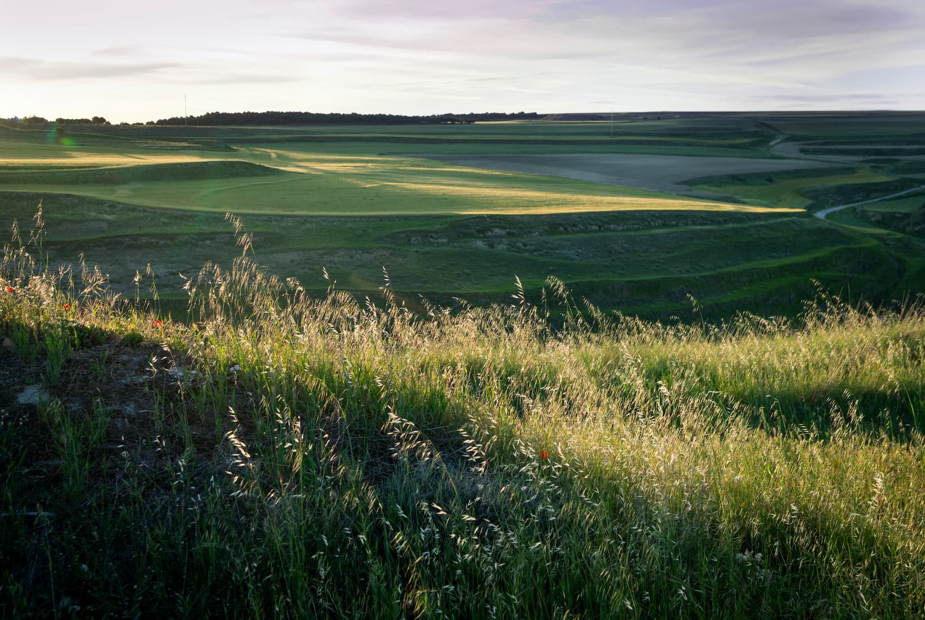 Imagen de un paisaje verde